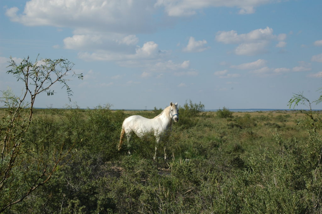 Maps - King Ranch