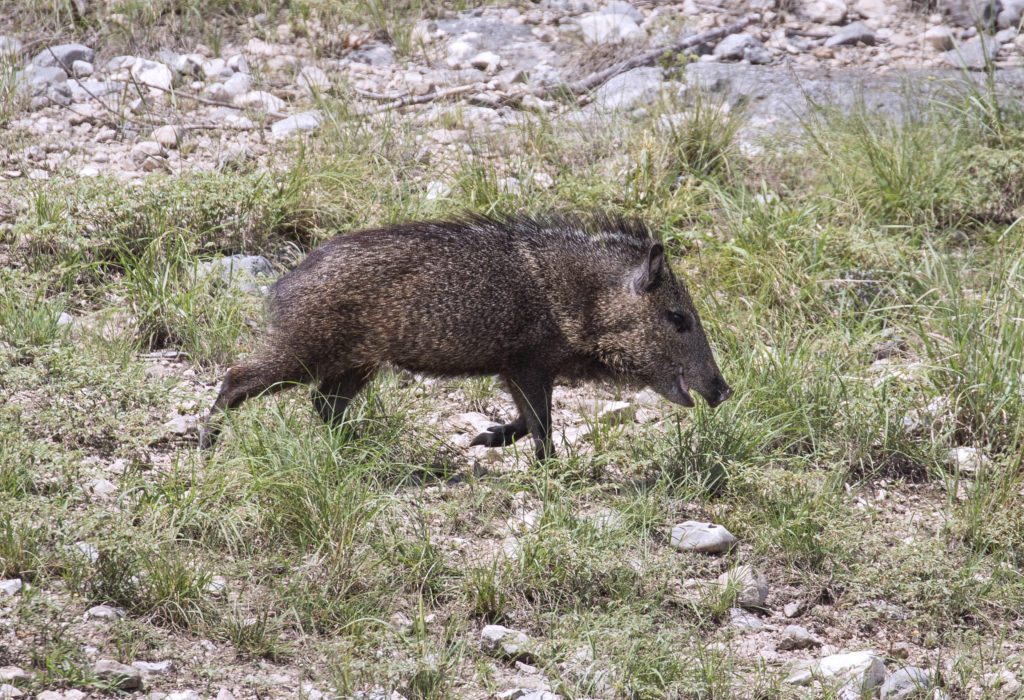 A javelina traversing hunting land for sale in Hudspeth County