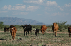 a herd of cattle in Hudspeth County