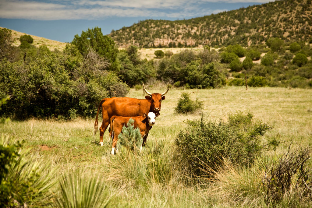 Two cows on a West Texas ranch for sale.