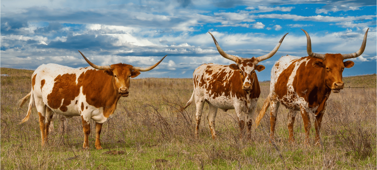 West Texas land for sale
