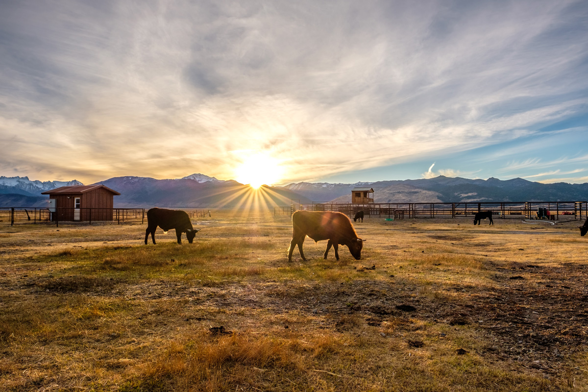 West Texas ranch land with cows grazing in front of a sunset.