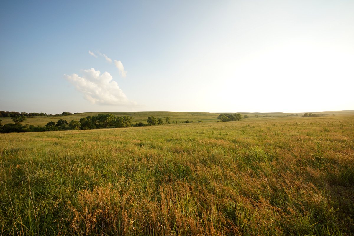A yellow and green field of grass in West Texas.